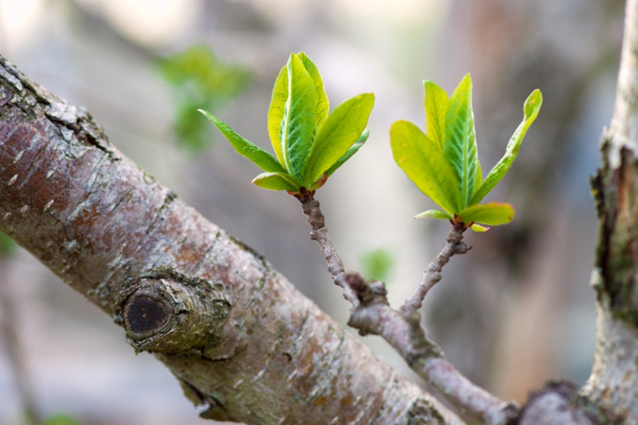 Fall & Spring Treatments for Tree Health