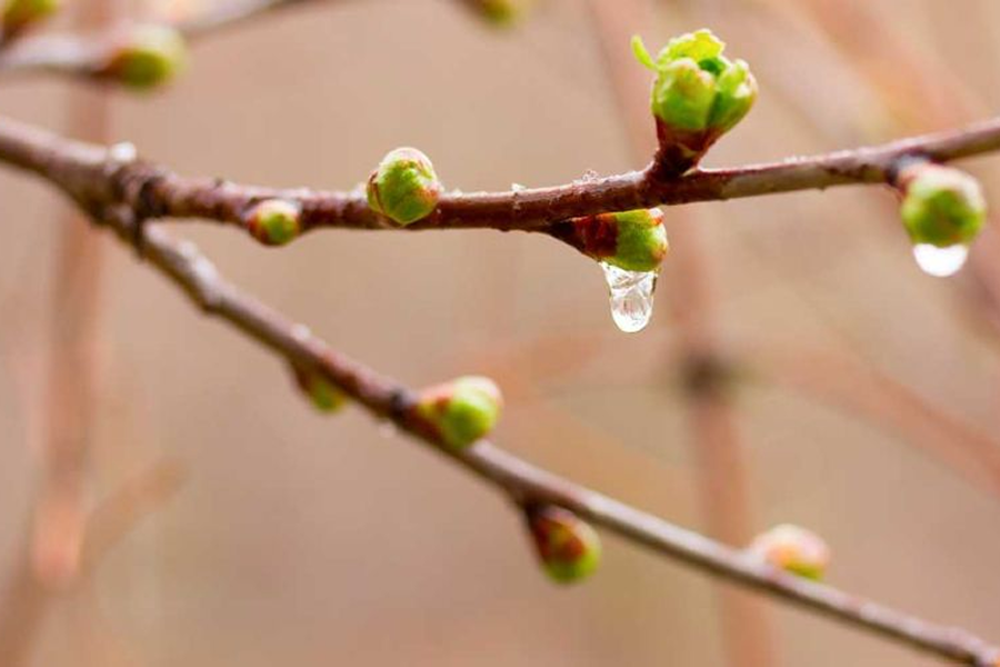 Yearly Plant Health Care for Trees