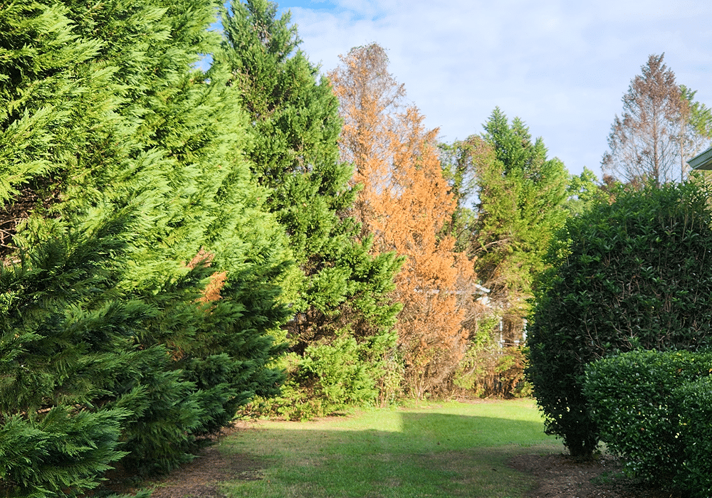 Arborvitae 1