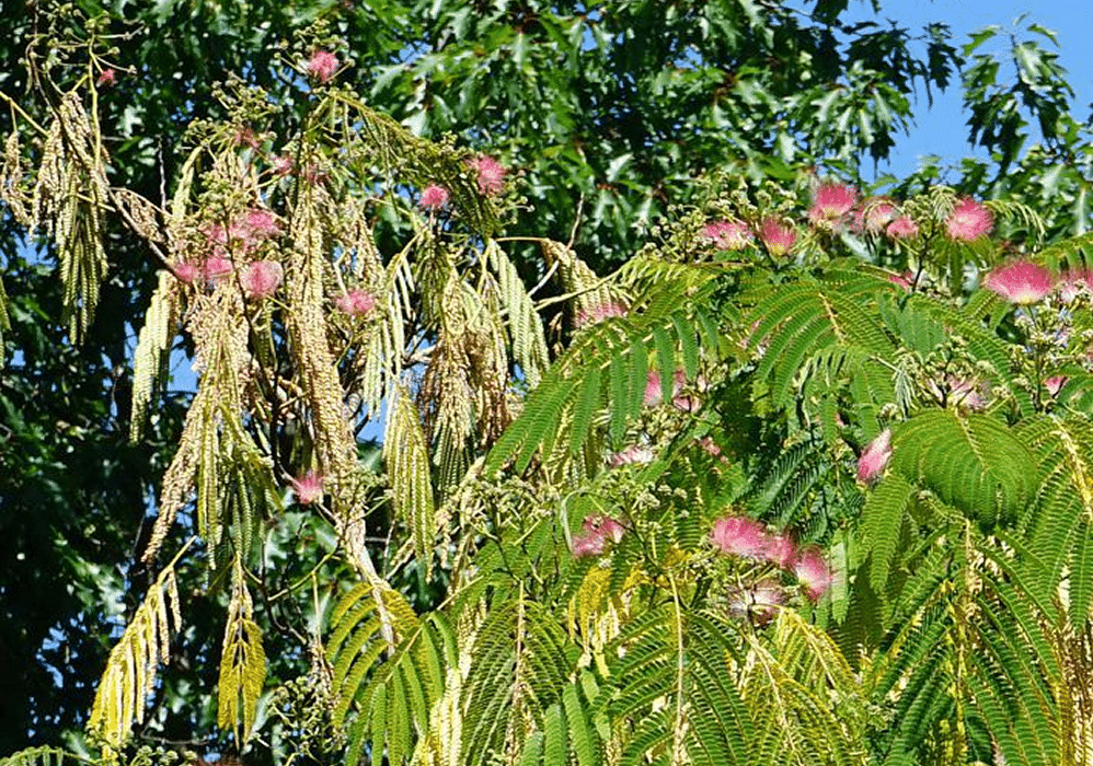 Mimosa Wilt 1