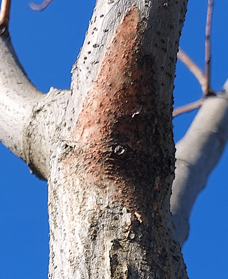 Mimosa Wilt 2