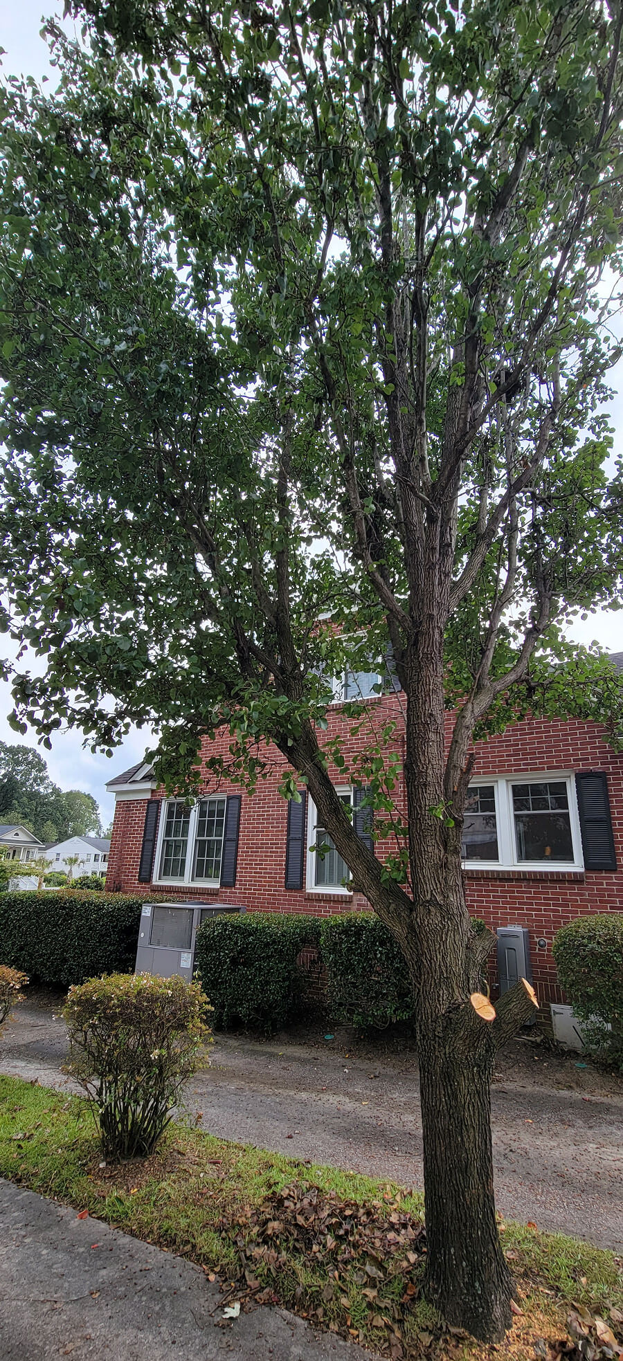 The Problem with the Perfect Tree