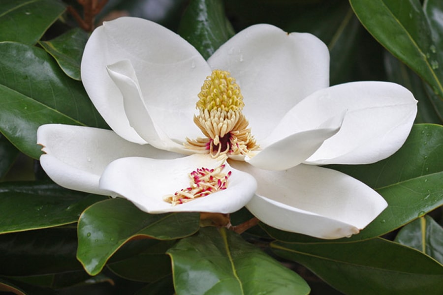 The Queen of the South: Managing Magnolias in the Midlands