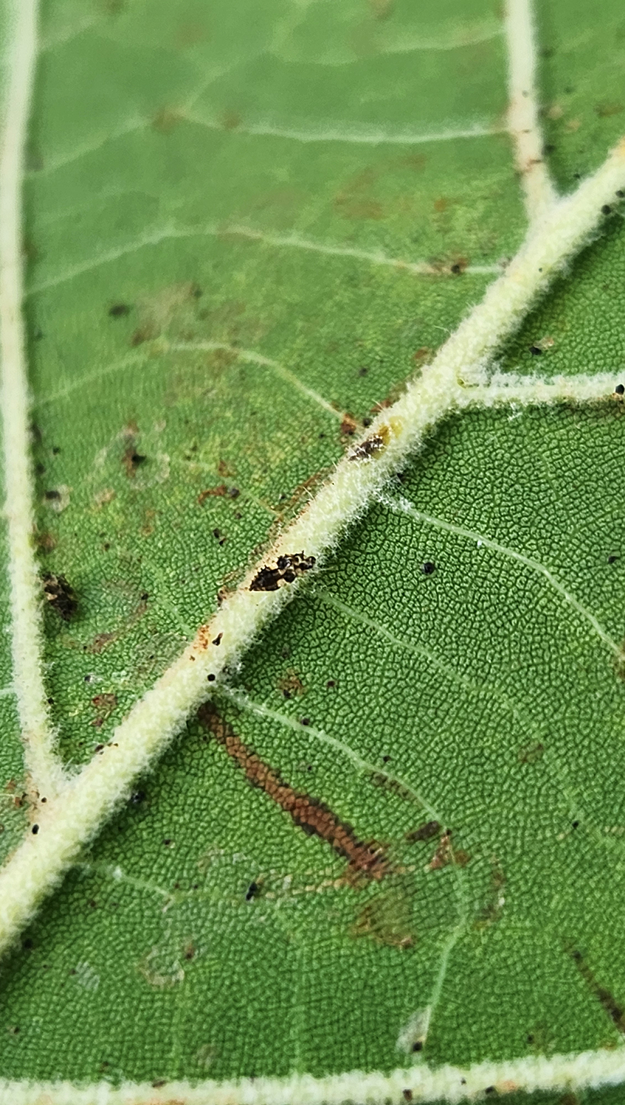 The Top Three Pests to Watch For