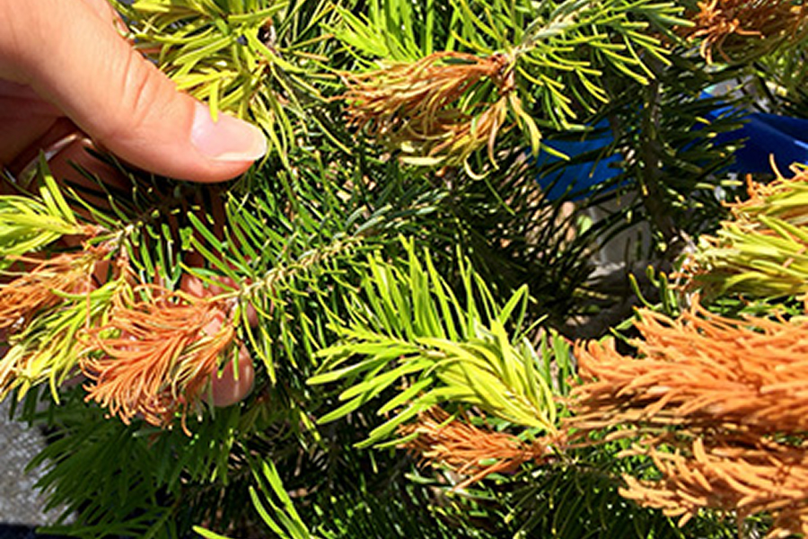 Which Trees are Most at Risk