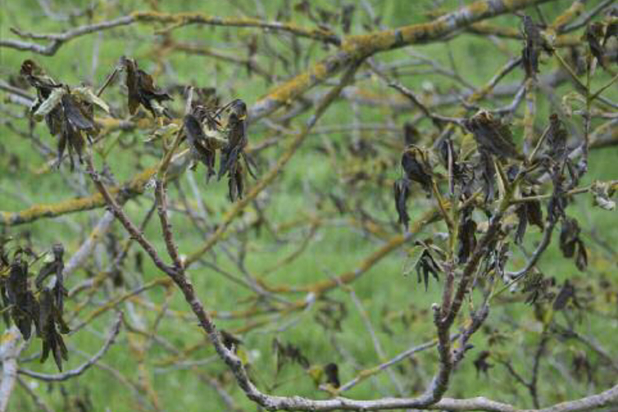 Why Late Frost is Different
