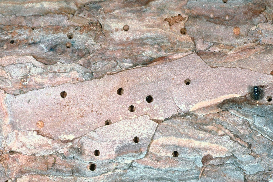 Pine Beetles in the Midlands