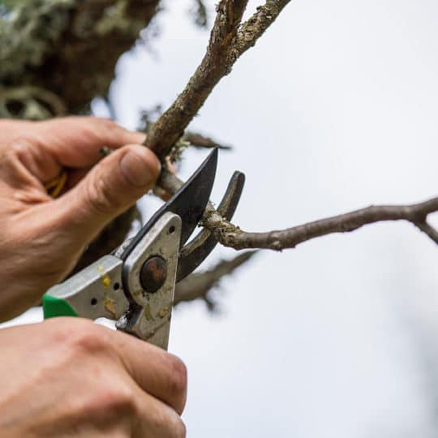 When is the best time for major pruning in South Carolina