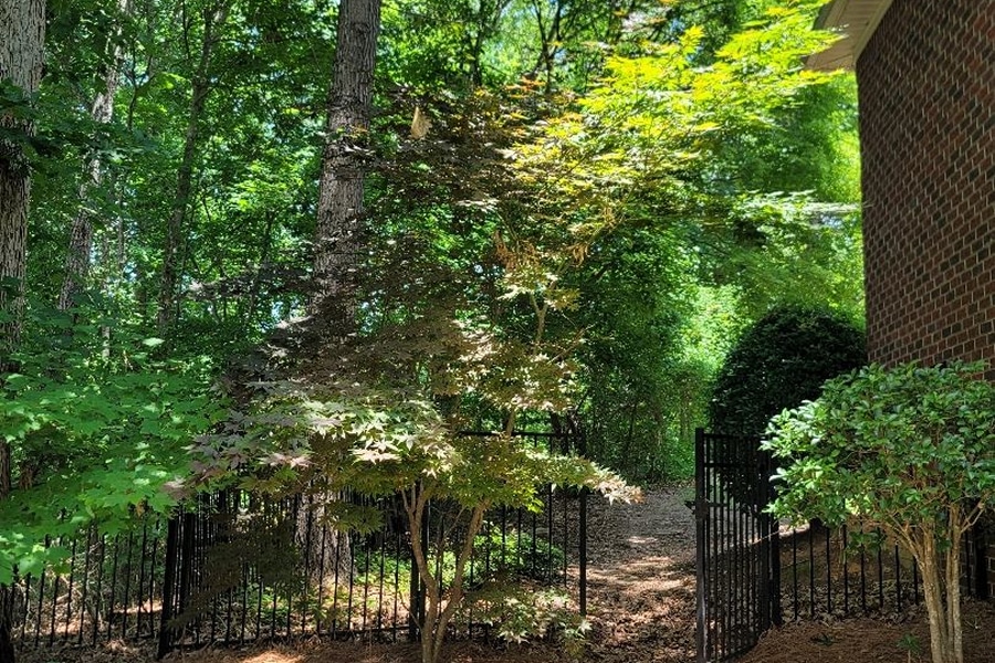 Radiant Maples of the Midlands: A Homeowner’s Guide