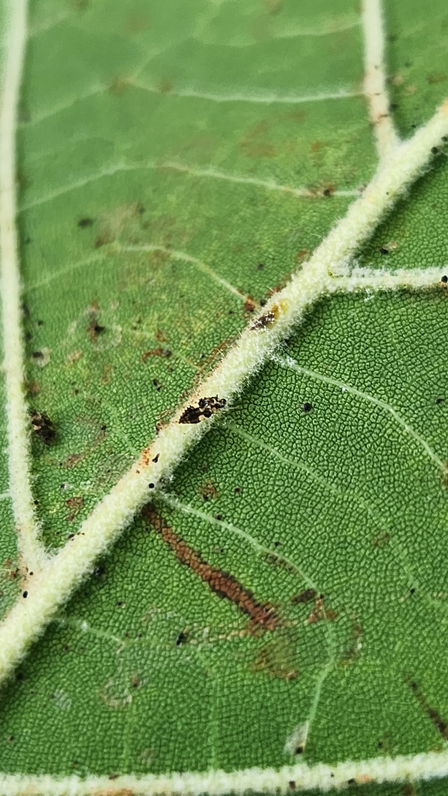 Signs of Trouble: Beyond the Bug
