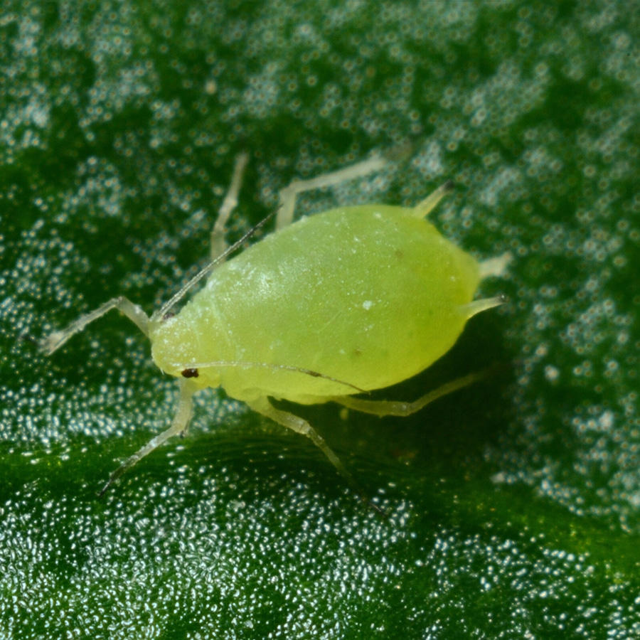 The Midlands Aphid Roll Call