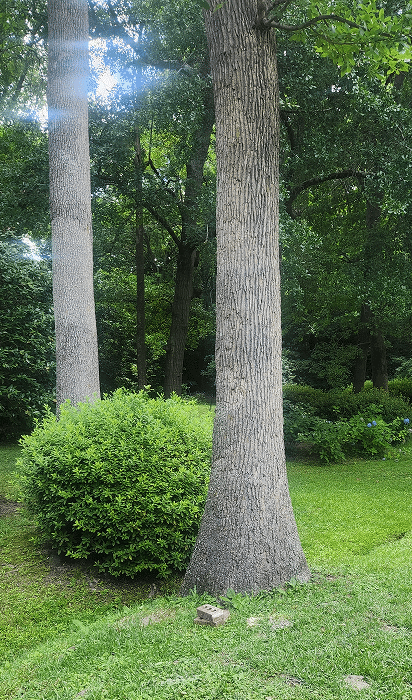 Benefits of trees 2