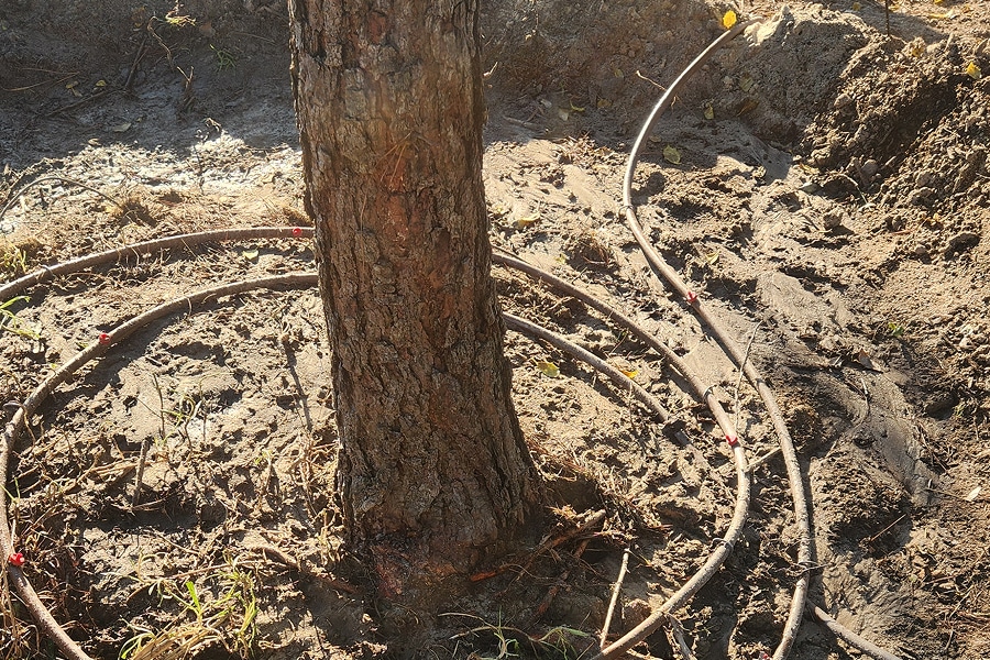 Quenching the Thirst A Midlands Homeowner's Guide to Watering Trees