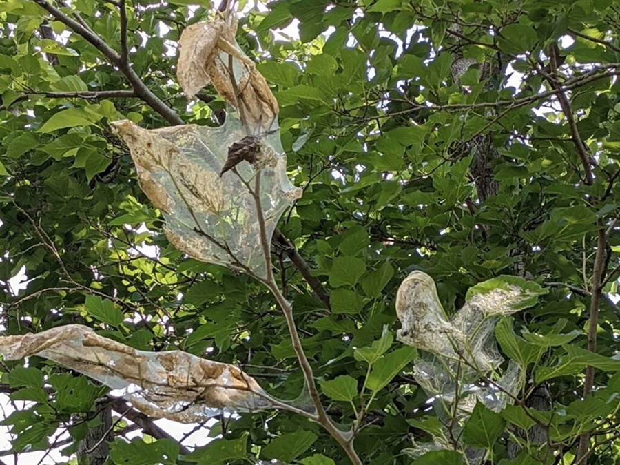 fall-webworm
