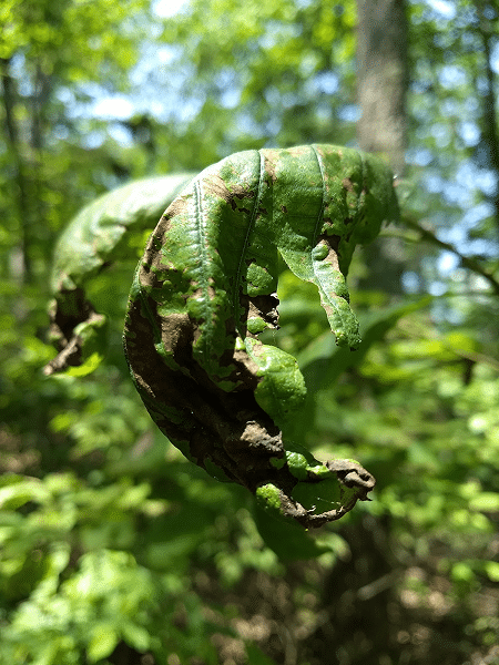 Oak Diseases 2