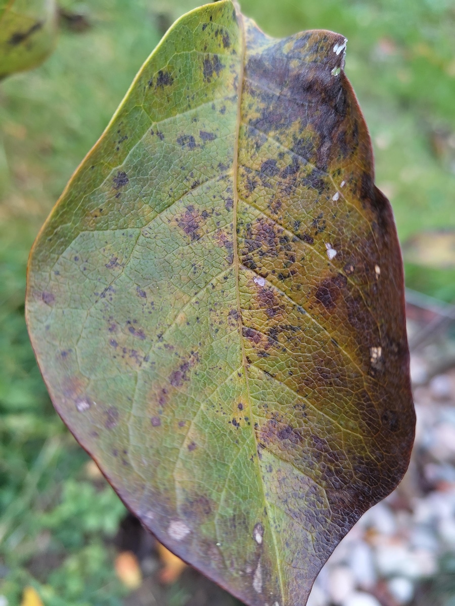What to Look Out For: Pests and Problems