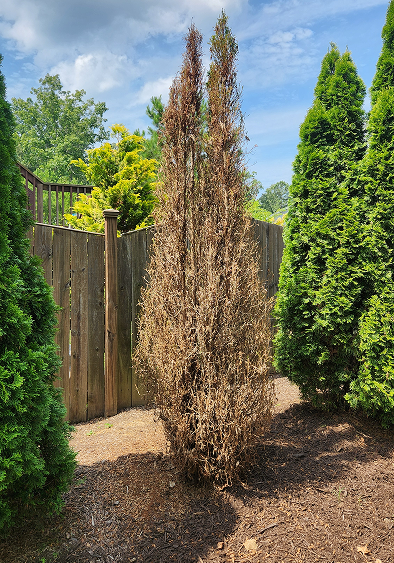 Arborvitae 2