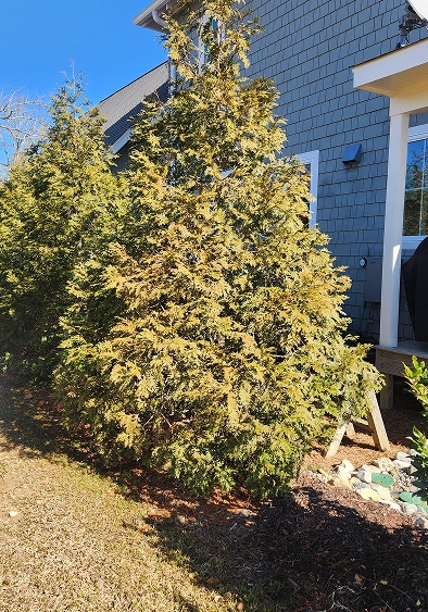 Arborvitae 3
