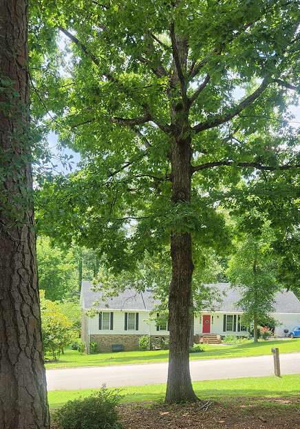 Benefits of trees 3