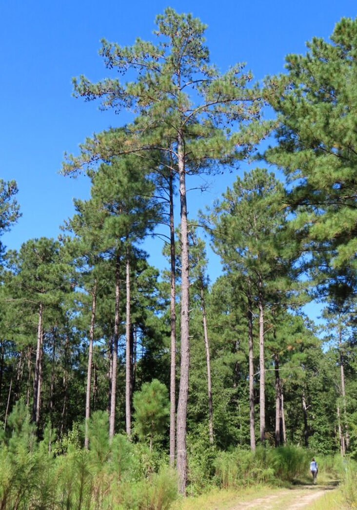 Common Pine Problems in Your Yard
