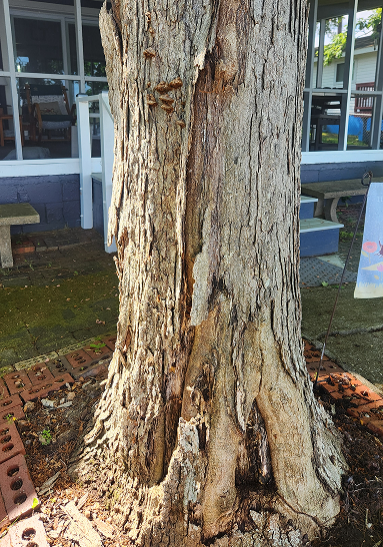 Oak Diseases 3