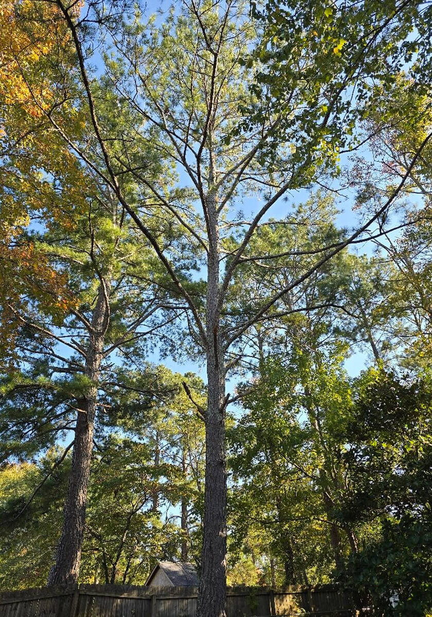 Our Local Conifers A Quick Look