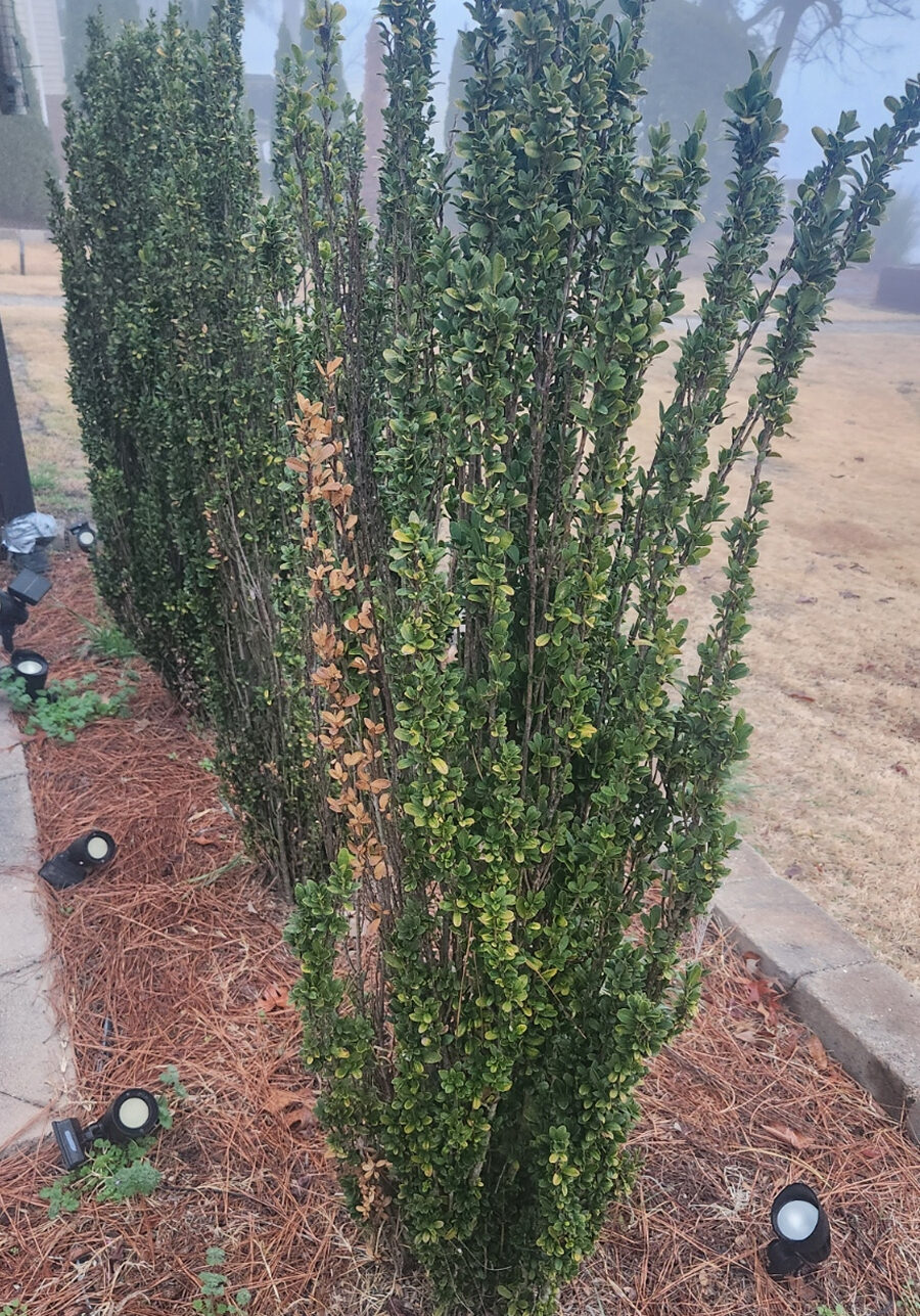 The Invisible Threat: Black Root Rot