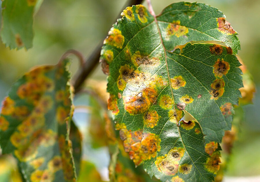 crab-apple-fruit-tree-rust